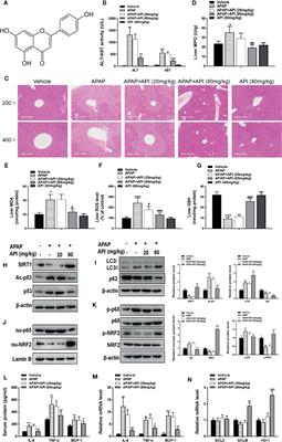 Apigenin Prevents Acetaminophen-Induced Liver Injury by Activating the SIRT1 Pathway